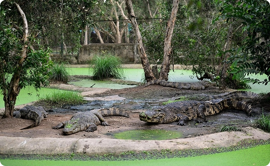 តំបន់អភិរក្សក្រពើទឹកប្រៃ