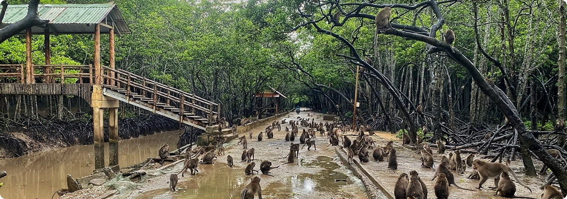 ដើរទស្សនាកោះស្វា
