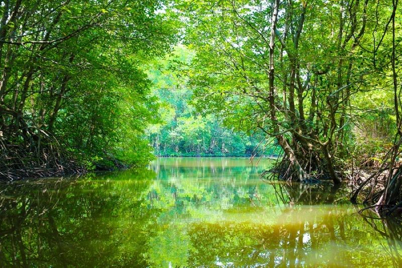 កាន់យ៉ូ - អេកូឡូស៊ីព្រៃកោងកាង